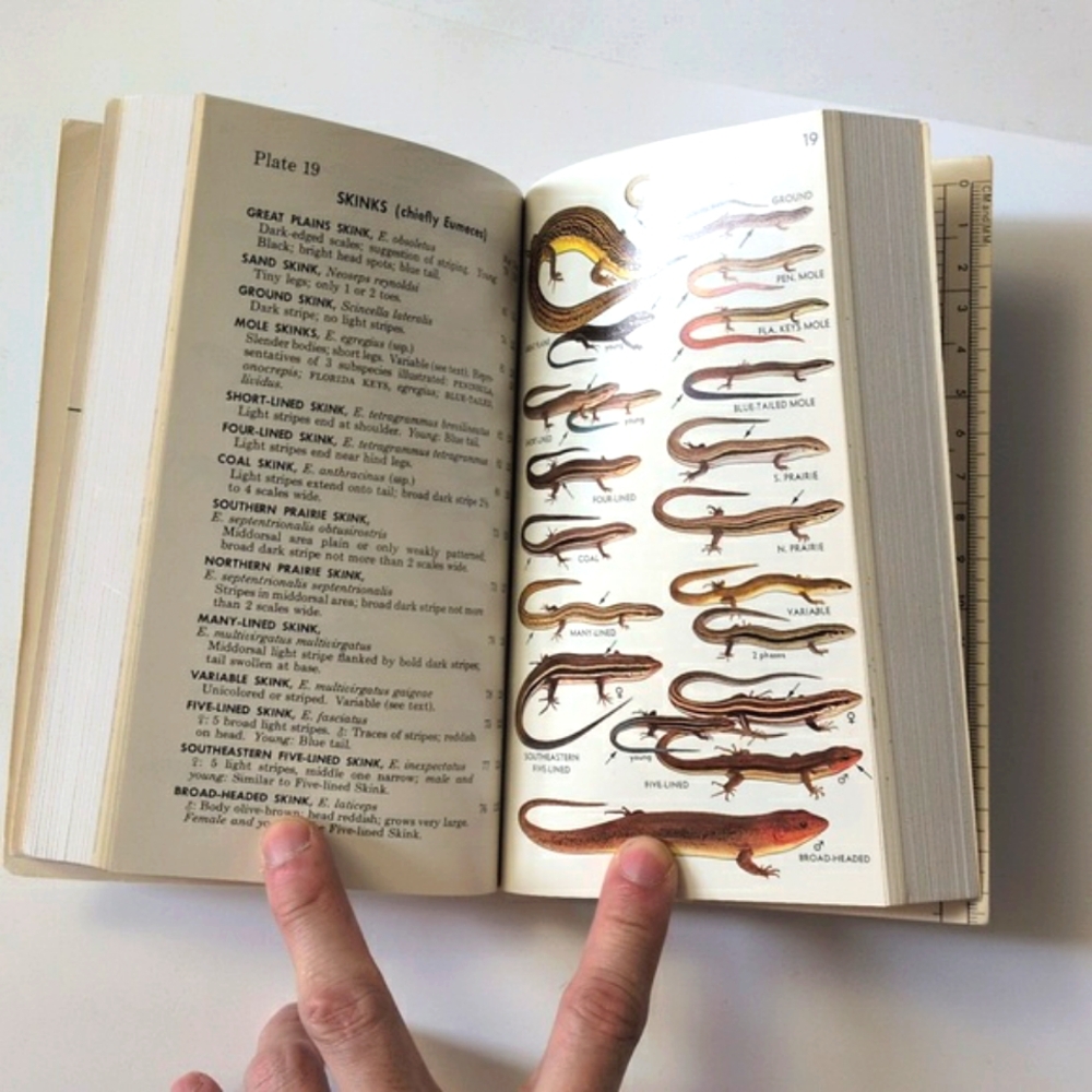 A Field Guide to Reptiles and Amphibians of Eastern/Central North America - Picture 10 of 16